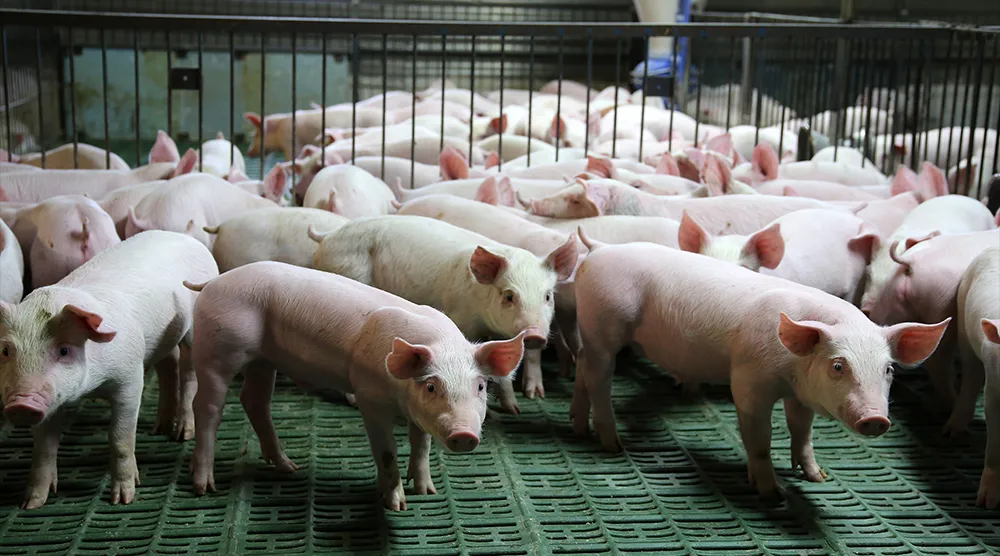 氨氣的危害以及預(yù)防泄漏的方法