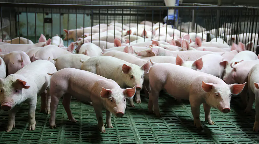 3d62d5a3a175487a9f44efff8d5595a1.webp.png 3d62d5a3a175487a9f44efff8d5595a1.webp.png